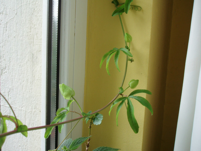 P5274982 - Passiflora