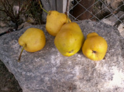 pere Motroane -15 AUG. - 1A Pomi fructiferi altoiti - toamna - 2023