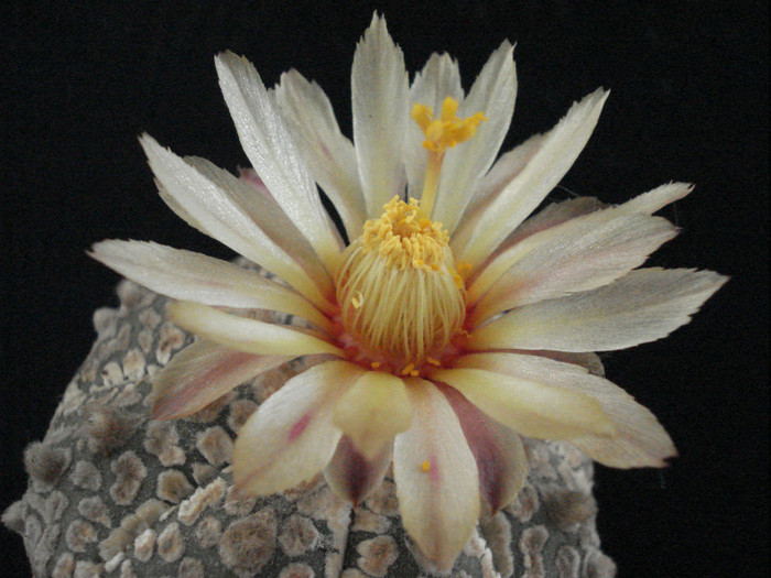 DSC00450 - Cactusi 2011
