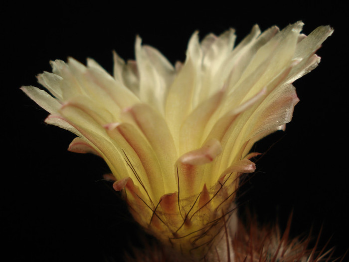 DSC00467 - Cactusi 2011