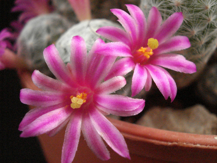 DSC00485 - Cactusi 2011