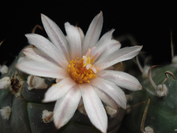 DSC00493 - Cactusi 2011