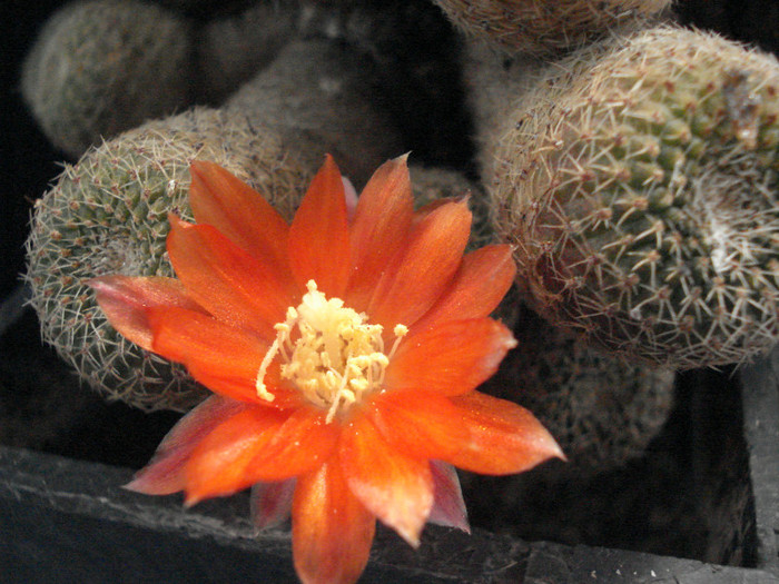 DSC00500 - Cactusi 2011