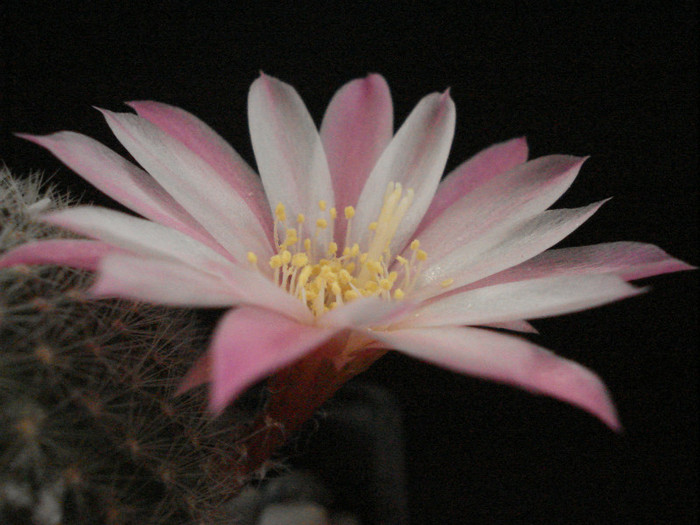 DSC00511 - Cactusi 2011
