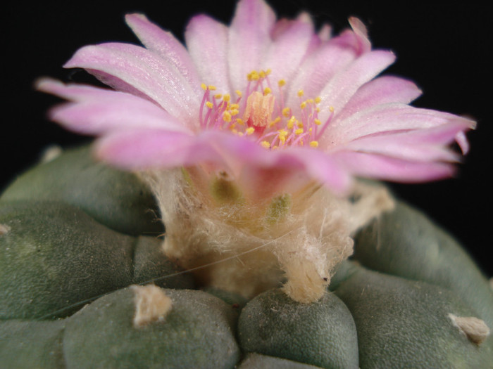 DSC00518 - Cactusi 2011