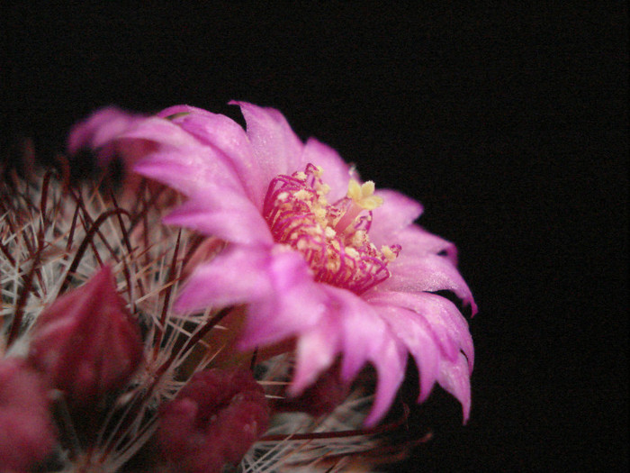 DSC00522 - Cactusi 2011