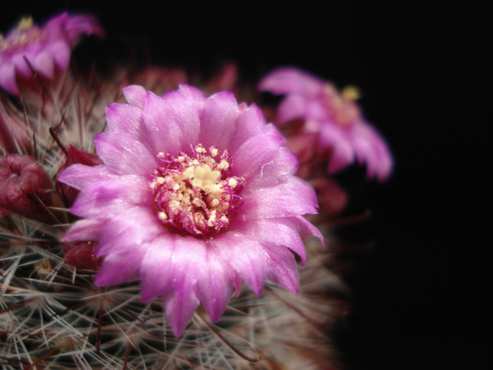 DSC00525 - Cactusi 2011