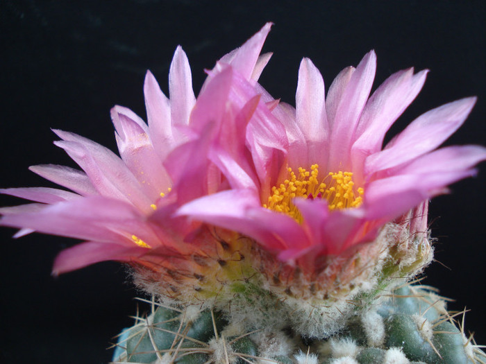 DSC00556 - Cactusi 2011
