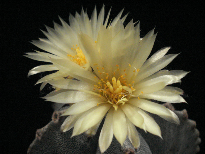 DSC00550 - Cactusi 2011