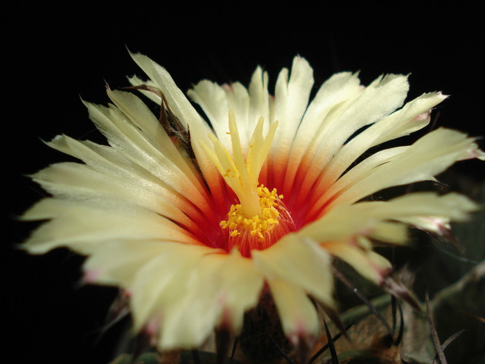 DSC00546 - Cactusi 2011