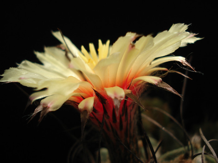 DSC00543 - Cactusi 2011