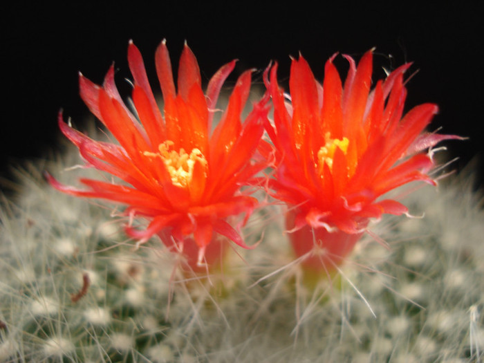 DSC00542 - Cactusi 2011