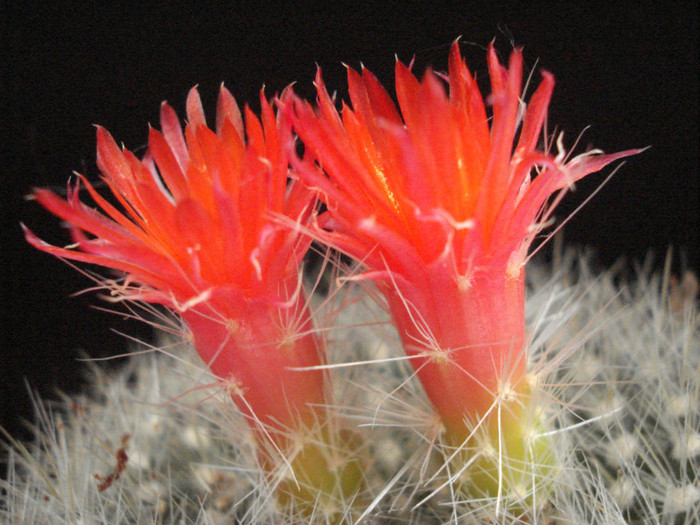 DSC00538 - Cactusi 2011