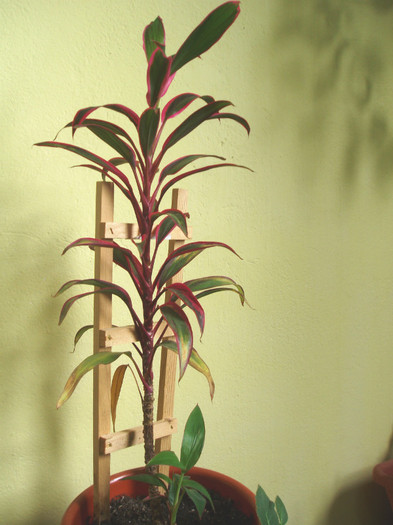cordyline - Plante decorative