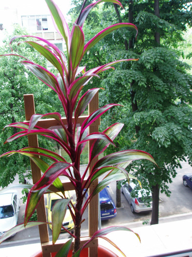 P4284717 - Plante decorative