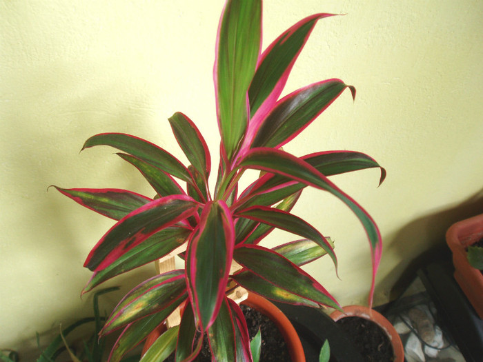 P5275003 - Plante decorative