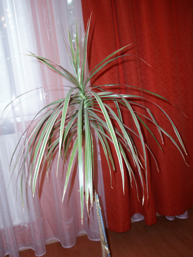 dracena marginata tricolor - Plante decorative