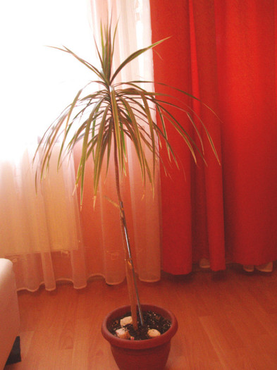 P5285047 - Plante decorative