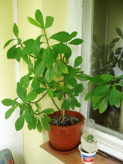 synadenium -arbore de cauciuc - Plante decorative