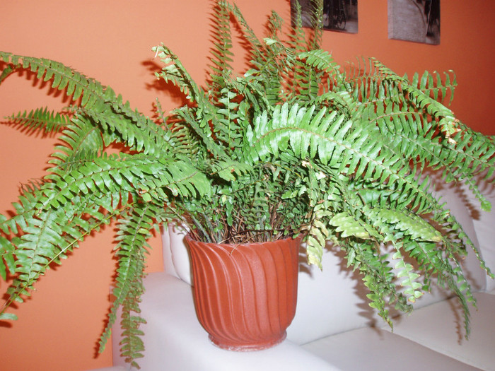 feriga - Plante decorative