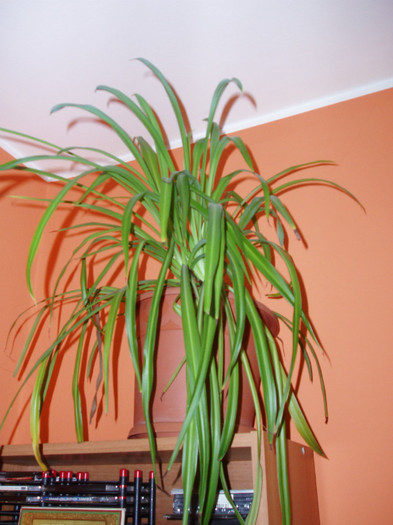 chlorophytum-voalul miresei - Plante decorative