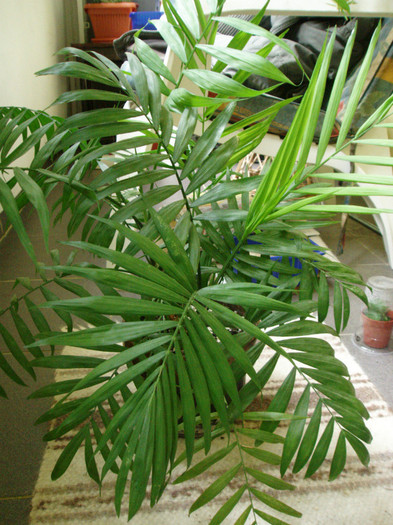 chamaedorea - Plante decorative