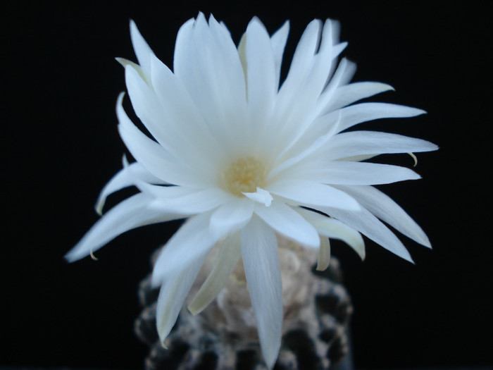 Discocactus horstii.