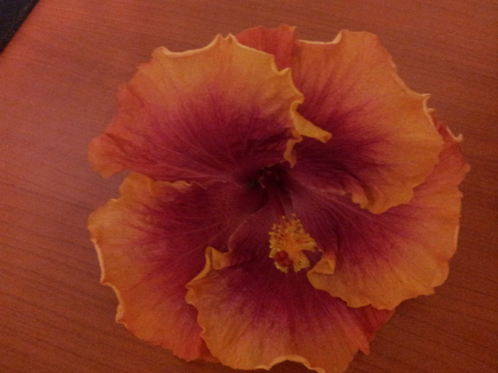 no name - plantele mele