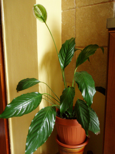 Spathiphyllum sau crinul pacii - AA Inflorite 2012