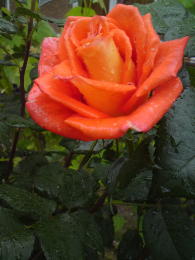 DSC05597