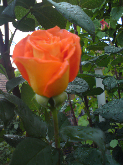 DSC05599