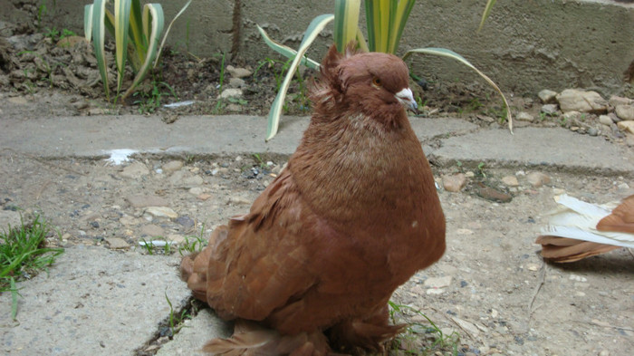 M - urias maghiar 2012 perechi