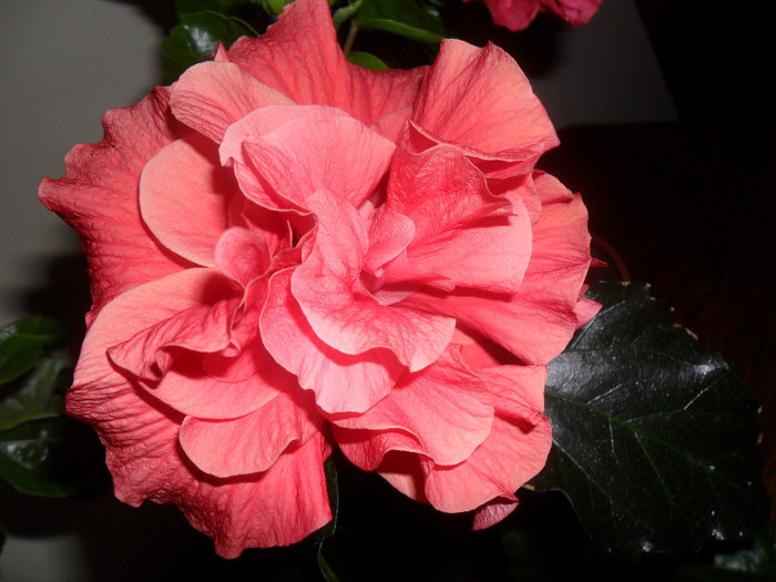 Hibiscus Suny Cities Toledo