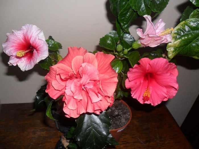 Hibiscus Suny Cities Toledo + Cancun  + Pink Dreams