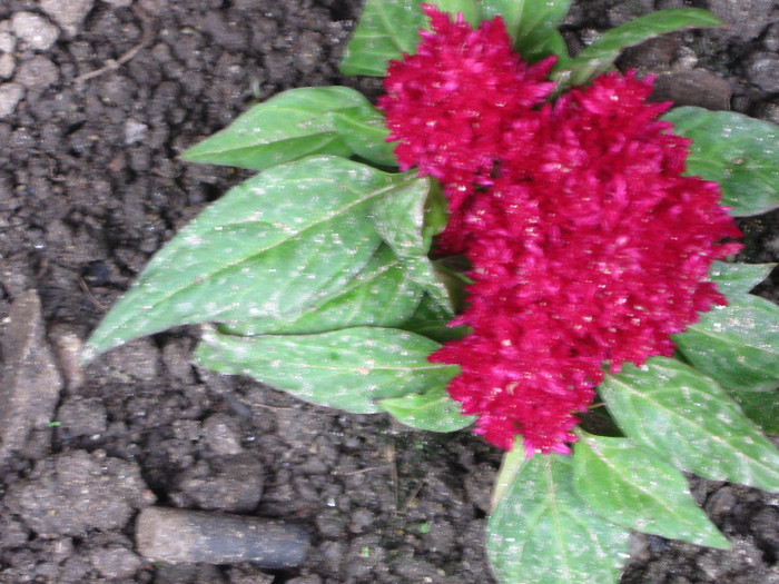  - 4 FLORILE NOASTRE