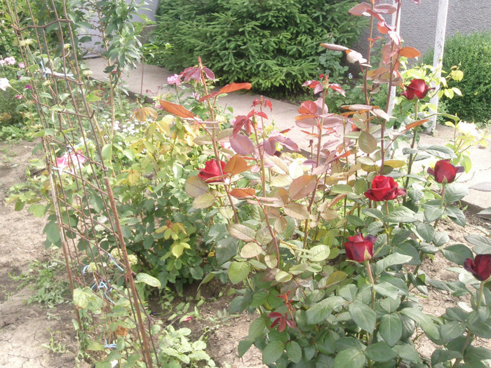 Photo0107