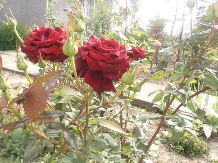 Photo0109