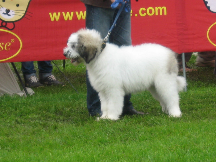 cac campulung 2012 - Draga