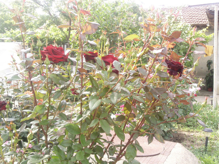 Photo0110