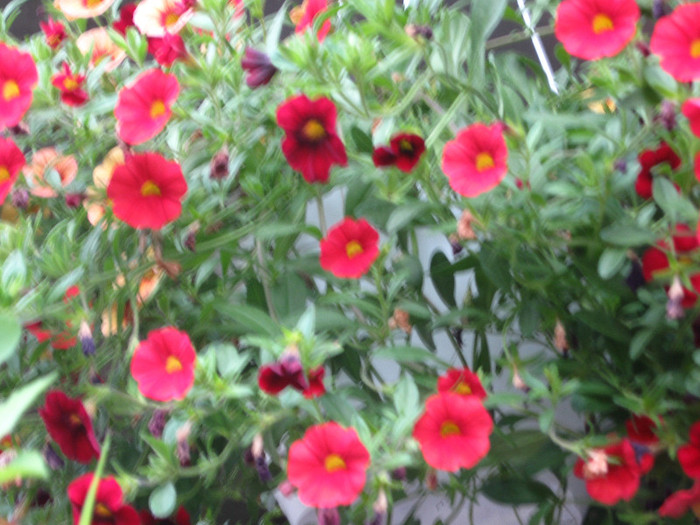  - 4 FLORILE NOASTRE