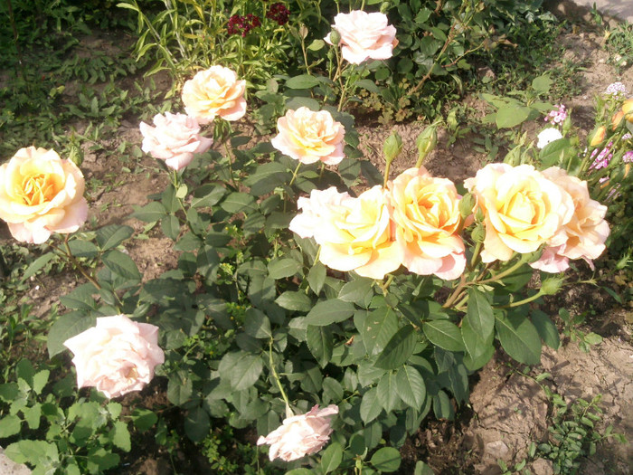 Photo0115