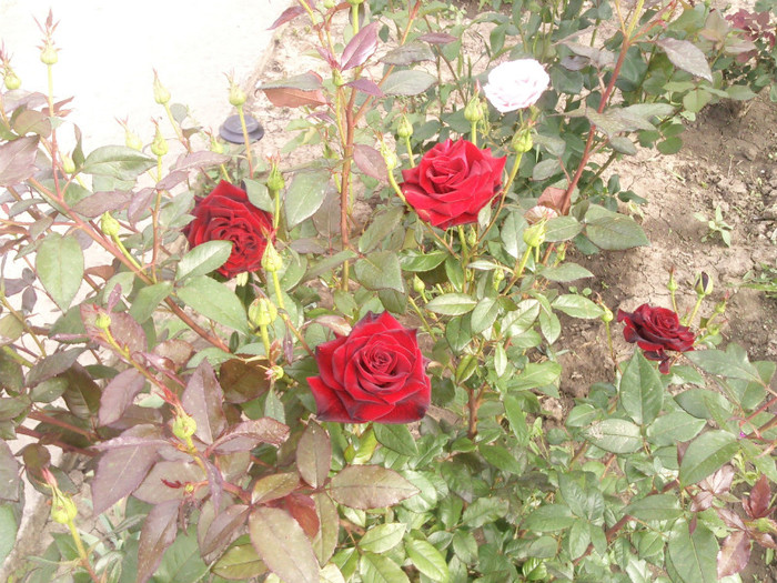 Photo0125