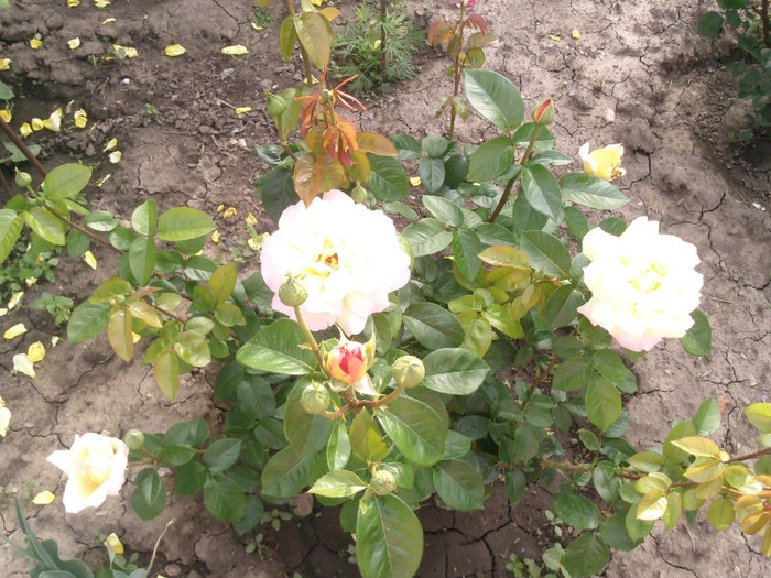 Photo0126