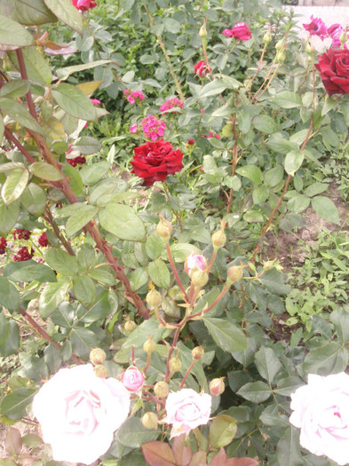 Photo0133