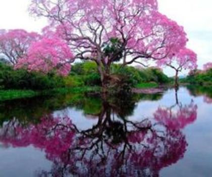Copacel copacel roz si mov si bondarel - Mare