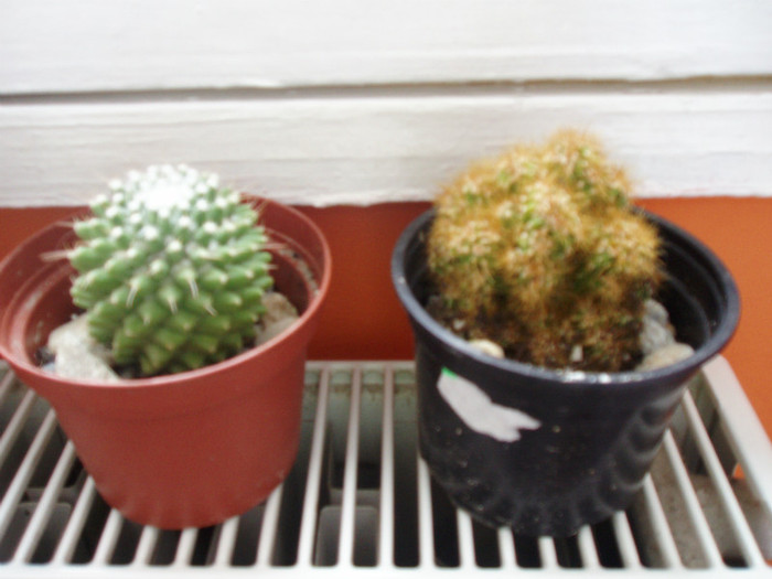 Mammilaria toluca +cereus peruvianus monstrosus - Cactusi si suculente