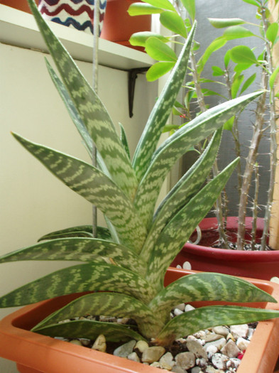 Aloe variegata - Cactusi si suculente
