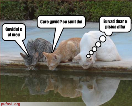 poze-amuzante-pisicile-se-oglindesc-in-apaa - Animalutze