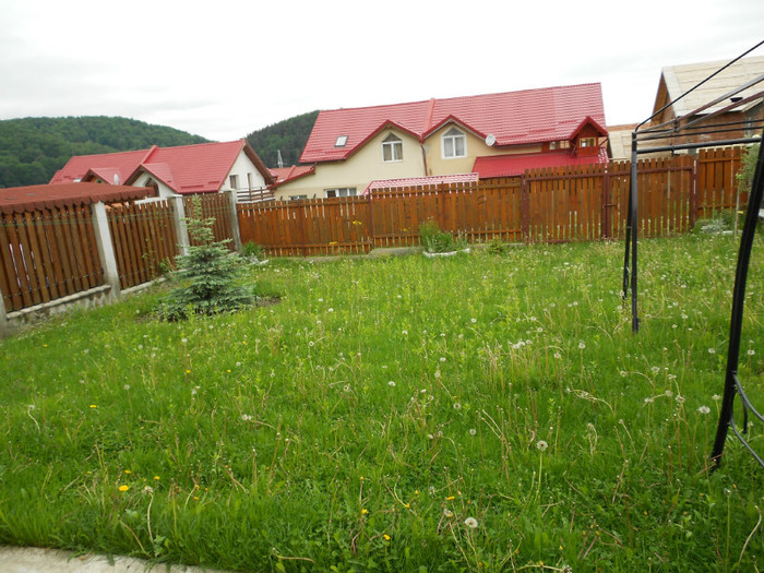 la brasov - GRADINA 2012