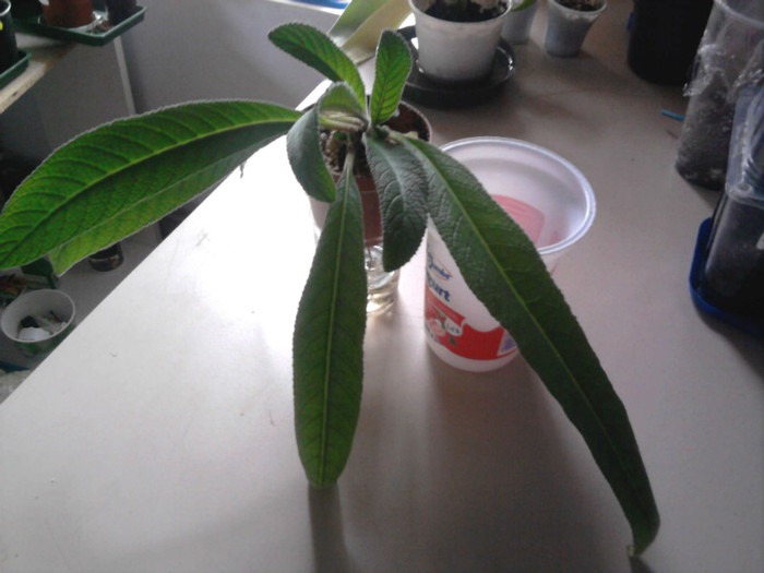 Bristol Agitated Eel - STREPTOCARPUS